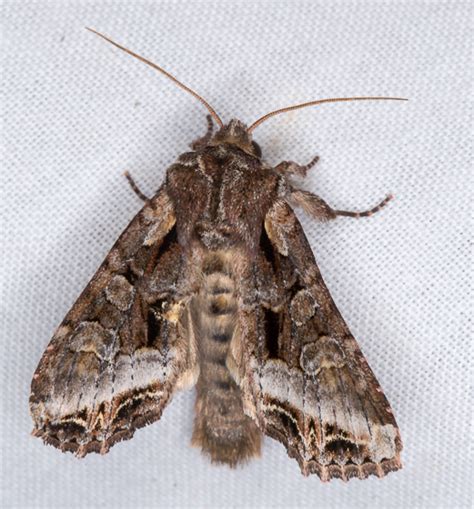 Vydia Moth