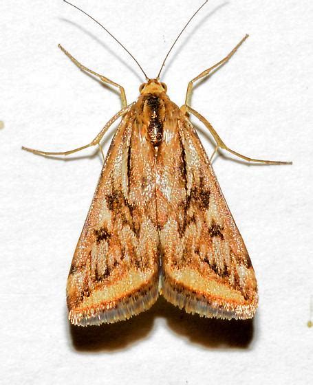 Vydia Moth #9