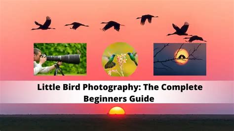 photography complete beginners beautiful visually PDF