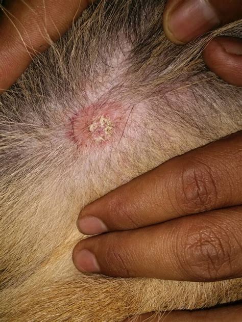 photos of dogs with ringworm