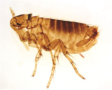 photos of fleas