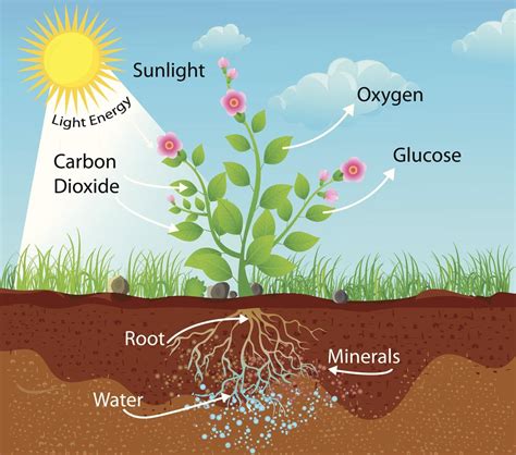 photosynthesis and respiration the green world PDF