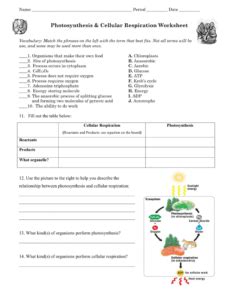 photosynthesis cellular respiration skills worksheet answers Epub