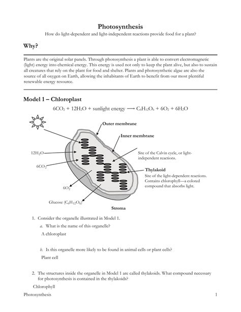 photosynthesis pogil with answer key PDF