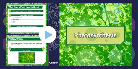 photosynthesis powerpoint question guide key Doc