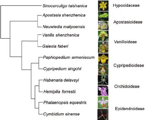 phylogeny and classification of the orchid family Reader