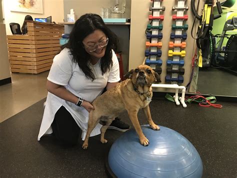 physical therapy for dogs near me