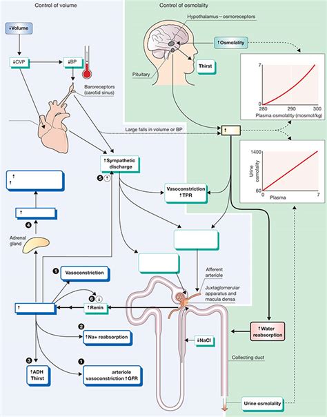 physiology at a glance pdf Kindle Editon