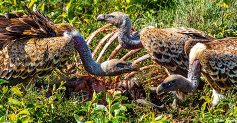 picking the vultures bones Epub