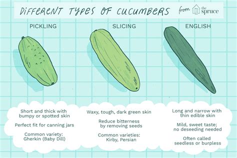 Pickling Cucumber Ripeness Chart