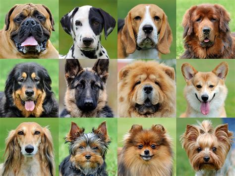 pics of all types of dogs