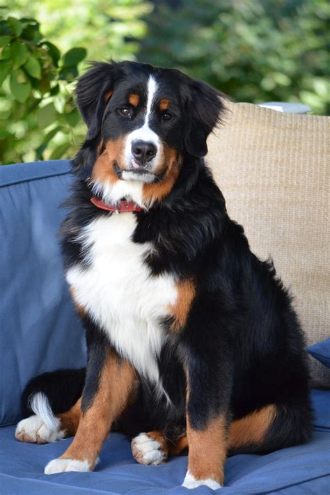 pictures of bernese dogs