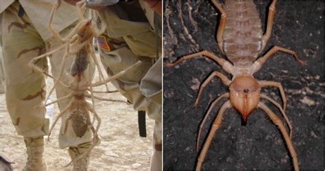 pictures of camel spiders