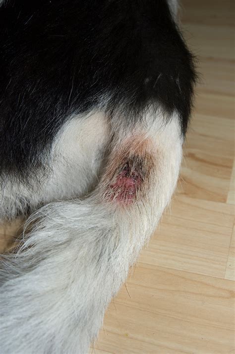 pictures of hot spots on dogs