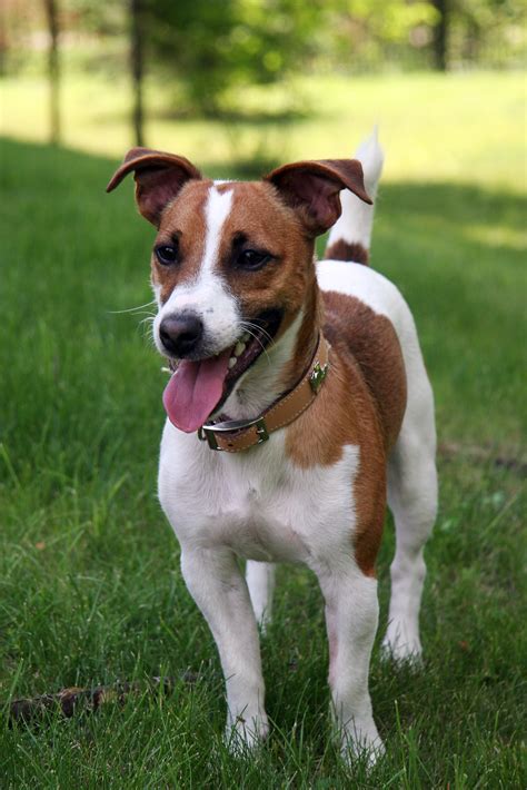 pictures of jack russell terriers