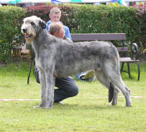 pictures of wolfhound dogs