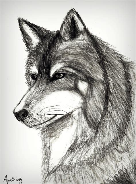 pictures of wolves to draw