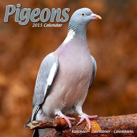 pigeons calendar 2015 wall calendars animal calendar monthly wall calendar by avonside Doc