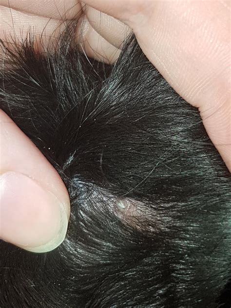 pimple looking bump on dog