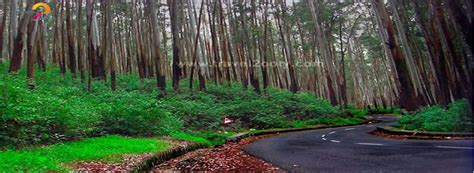 pine forest ooty entry fee