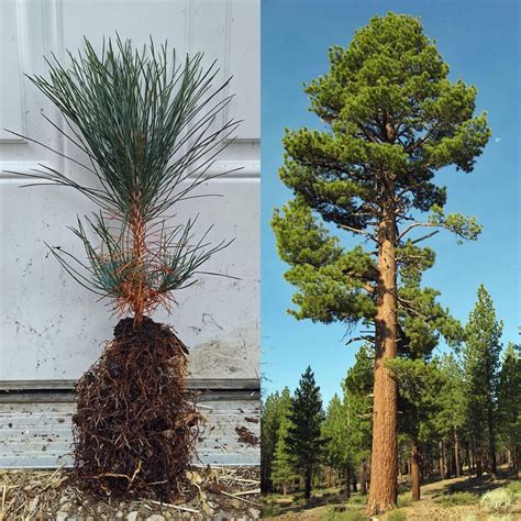 pine to quart ratoi