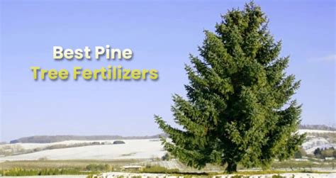 pine tree fertilization