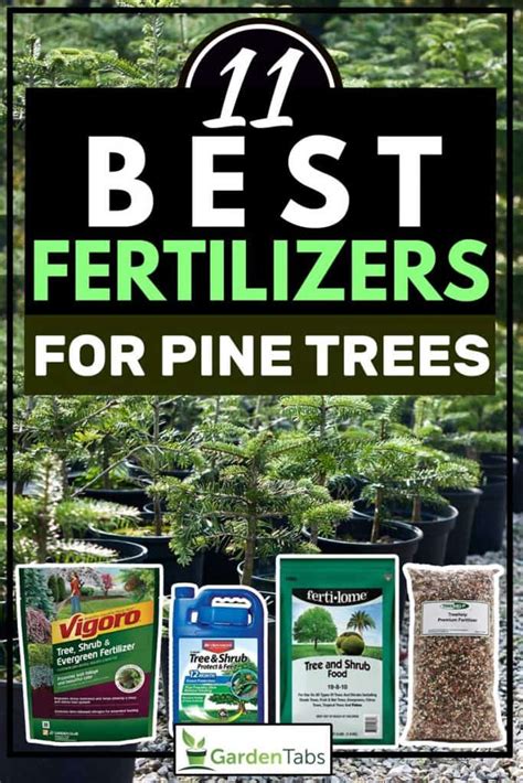 pine tree fertilizing