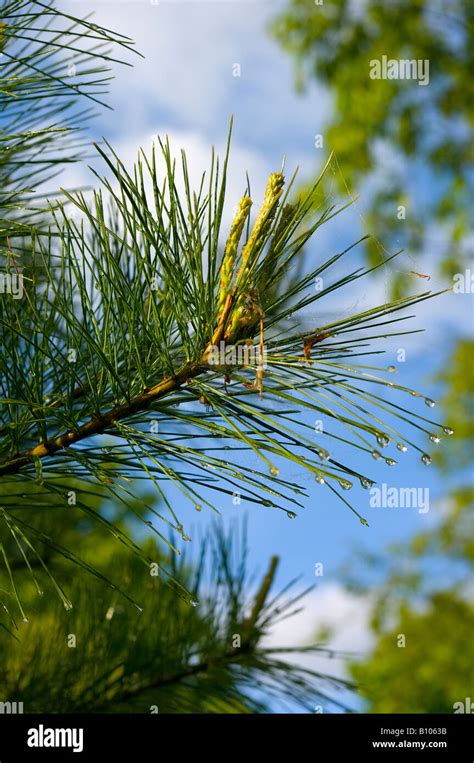 pine tree vermont