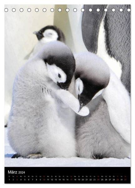 pinguine thermo frack tischkalender k nigspinguine monatskalender Kindle Editon