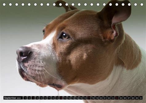 pit bull missverstanden tischkalender monatskalender PDF