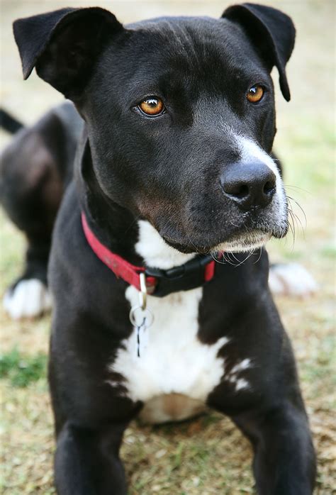 pit bull terrier mix with lab