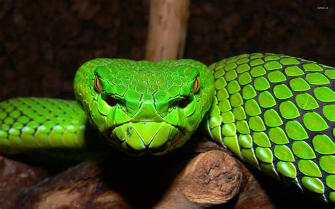 pit viper pics