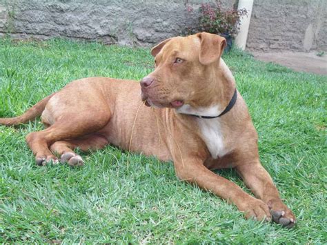 pitbull cross with american bulldog