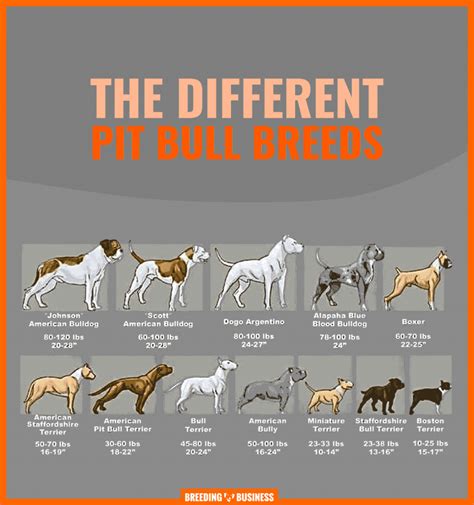 pitbull dog breed types