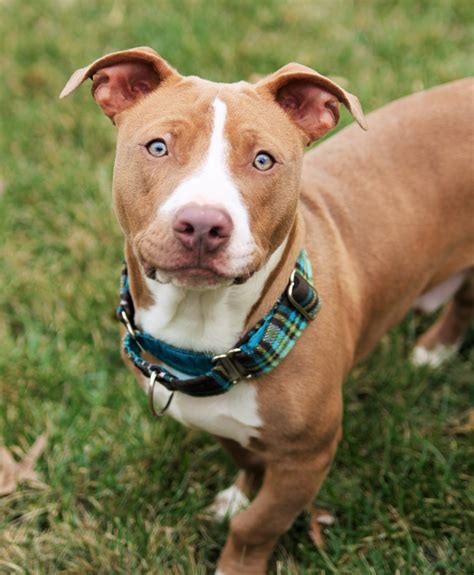 pitbull dog mix