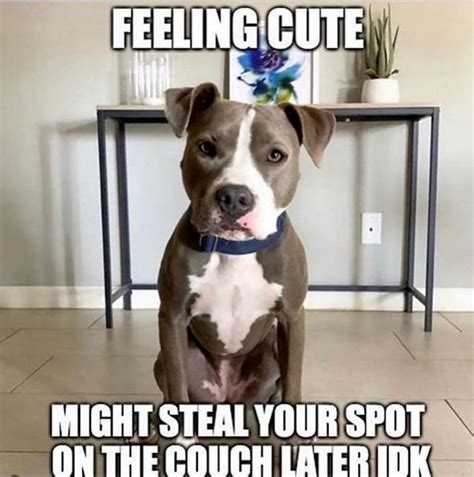 pitbull meme