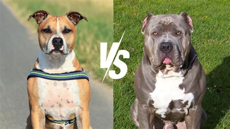 pitbull vs stafford terrier