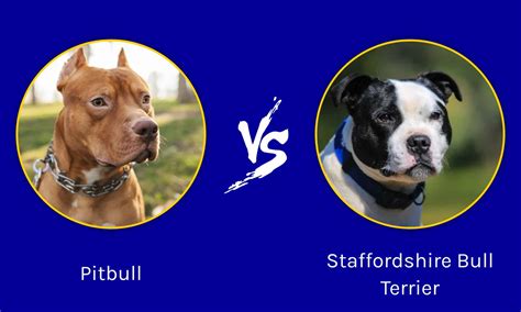 pitbull vs staffy