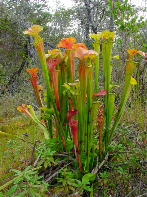 pitcher plants of the americas Epub