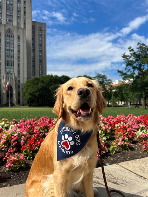 pitt poli sci