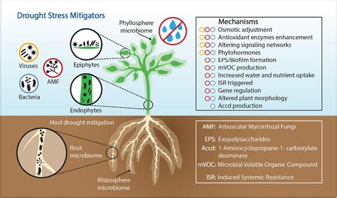 plant associated bacteria Doc