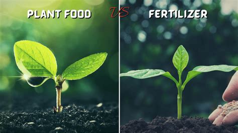 plant food vs fertilizer