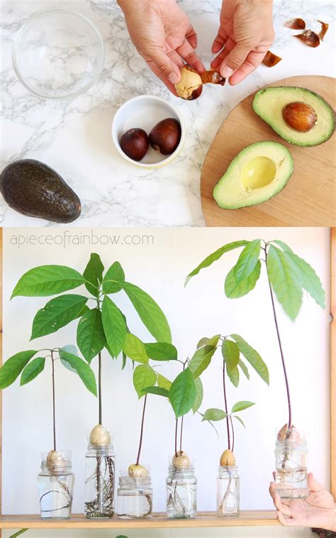 plant from avocado seed