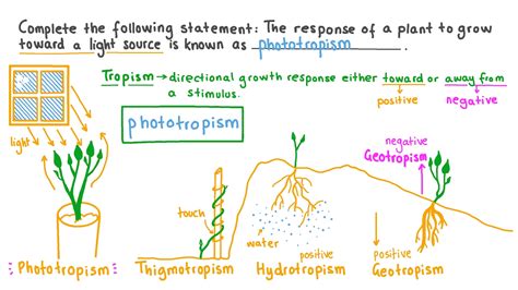 plant responses and growth pearson answer Doc