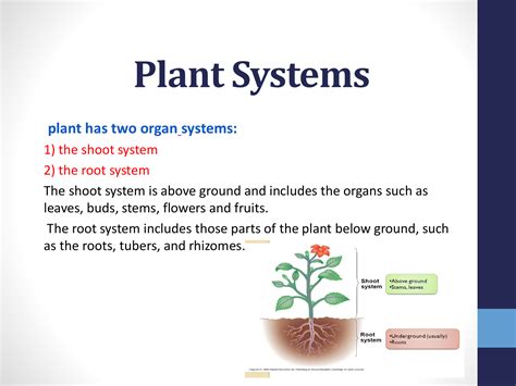 plant systems biology plant systems biology Reader