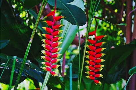 plantas que parece bananeira