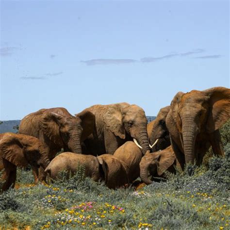plantenleven in zuidafrika Doc