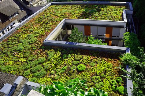 planting green roofs and living walls Reader
