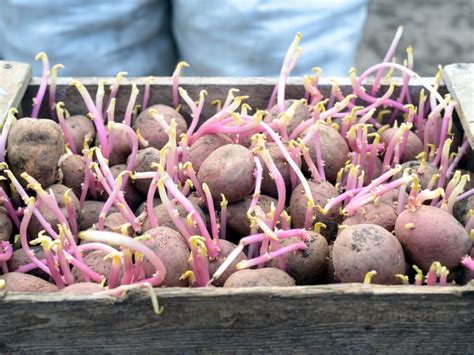 planting seed potatoes