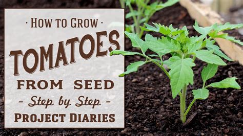 planting tomatoes tips before you begin book 1 Reader